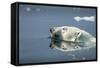 Swimming Polar Bear, Hudson Bay, Nunavut, Canada-Paul Souders-Framed Stretched Canvas