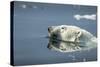 Swimming Polar Bear, Hudson Bay, Nunavut, Canada-Paul Souders-Stretched Canvas