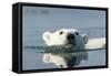 Swimming Polar Bear, Hudson Bay, Nunavut, Canada-Paul Souders-Framed Stretched Canvas