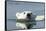 Swimming Polar Bear, Hudson Bay, Nunavut, Canada-Paul Souders-Framed Stretched Canvas