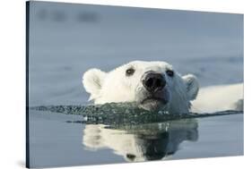 Swimming Polar Bear, Hudson Bay, Nunavut, Canada-Paul Souders-Stretched Canvas