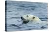 Swimming Polar Bear, Hudson Bay, Nunavut, Canada-Paul Souders-Stretched Canvas