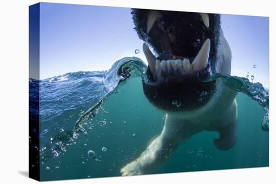 Swimming Polar Bear, Hudson Bay, Nunavut, Canada-Paul Souders-Stretched Canvas