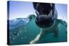 Swimming Polar Bear, Hudson Bay, Nunavut, Canada-Paul Souders-Stretched Canvas