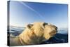 Swimming Polar Bear, Hudson Bay, Nunavut, Canada-Paul Souders-Stretched Canvas