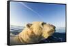 Swimming Polar Bear, Hudson Bay, Nunavut, Canada-Paul Souders-Framed Stretched Canvas