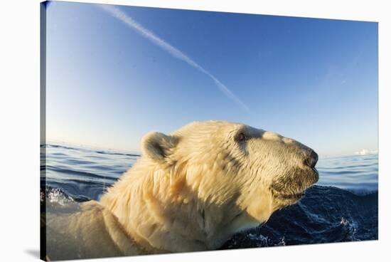 Swimming Polar Bear, Hudson Bay, Nunavut, Canada-Paul Souders-Stretched Canvas