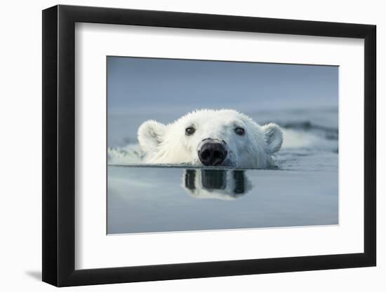 Swimming Polar Bear, Hudson Bay, Nunavut, Canada-Paul Souders-Framed Premium Photographic Print