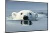 Swimming Polar Bear, Hudson Bay, Nunavut, Canada-Paul Souders-Mounted Premium Photographic Print