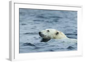 Swimming Polar Bear, Hudson Bay, Nunavut, Canada-Paul Souders-Framed Photographic Print