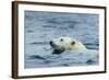 Swimming Polar Bear, Hudson Bay, Nunavut, Canada-Paul Souders-Framed Photographic Print