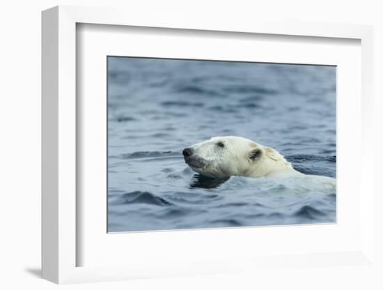 Swimming Polar Bear, Hudson Bay, Nunavut, Canada-Paul Souders-Framed Photographic Print