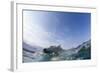 Swimming Polar Bear, Hudson Bay, Nunavut, Canada-Paul Souders-Framed Photographic Print