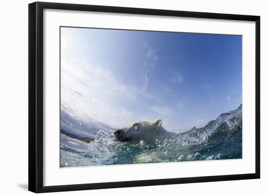 Swimming Polar Bear, Hudson Bay, Nunavut, Canada-Paul Souders-Framed Photographic Print