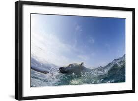 Swimming Polar Bear, Hudson Bay, Nunavut, Canada-Paul Souders-Framed Photographic Print