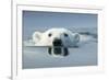 Swimming Polar Bear, Hudson Bay, Nunavut, Canada-Paul Souders-Framed Photographic Print