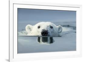 Swimming Polar Bear, Hudson Bay, Nunavut, Canada-Paul Souders-Framed Photographic Print