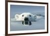 Swimming Polar Bear, Hudson Bay, Nunavut, Canada-Paul Souders-Framed Photographic Print