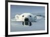 Swimming Polar Bear, Hudson Bay, Nunavut, Canada-Paul Souders-Framed Photographic Print