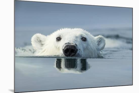 Swimming Polar Bear, Hudson Bay, Nunavut, Canada-Paul Souders-Mounted Photographic Print