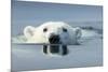 Swimming Polar Bear, Hudson Bay, Nunavut, Canada-Paul Souders-Mounted Photographic Print