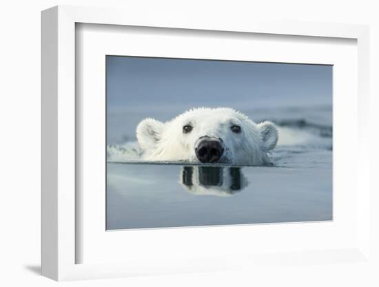 Swimming Polar Bear, Hudson Bay, Nunavut, Canada-Paul Souders-Framed Photographic Print