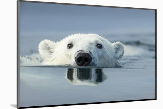 Swimming Polar Bear, Hudson Bay, Nunavut, Canada-Paul Souders-Mounted Photographic Print
