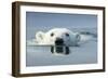 Swimming Polar Bear, Hudson Bay, Nunavut, Canada-Paul Souders-Framed Photographic Print