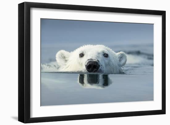 Swimming Polar Bear, Hudson Bay, Nunavut, Canada-Paul Souders-Framed Photographic Print