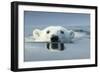 Swimming Polar Bear, Hudson Bay, Nunavut, Canada-Paul Souders-Framed Photographic Print