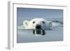 Swimming Polar Bear, Hudson Bay, Nunavut, Canada-Paul Souders-Framed Photographic Print