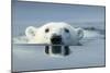 Swimming Polar Bear, Hudson Bay, Nunavut, Canada-Paul Souders-Mounted Photographic Print