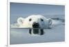 Swimming Polar Bear, Hudson Bay, Nunavut, Canada-Paul Souders-Framed Photographic Print