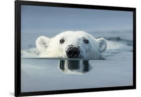 Swimming Polar Bear, Hudson Bay, Nunavut, Canada-Paul Souders-Framed Photographic Print