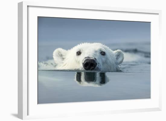 Swimming Polar Bear, Hudson Bay, Nunavut, Canada-Paul Souders-Framed Photographic Print