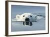 Swimming Polar Bear, Hudson Bay, Nunavut, Canada-Paul Souders-Framed Photographic Print