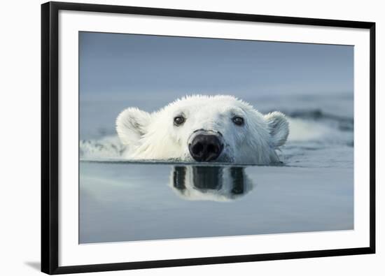 Swimming Polar Bear, Hudson Bay, Nunavut, Canada-Paul Souders-Framed Photographic Print