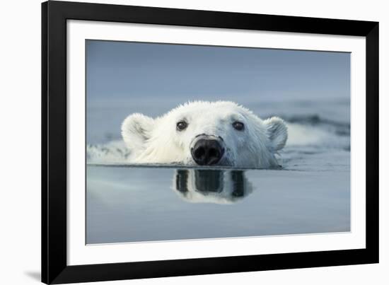 Swimming Polar Bear, Hudson Bay, Nunavut, Canada-Paul Souders-Framed Photographic Print