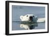 Swimming Polar Bear, Hudson Bay, Nunavut, Canada-Paul Souders-Framed Photographic Print