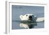 Swimming Polar Bear, Hudson Bay, Nunavut, Canada-Paul Souders-Framed Photographic Print