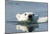 Swimming Polar Bear, Hudson Bay, Nunavut, Canada-Paul Souders-Mounted Photographic Print