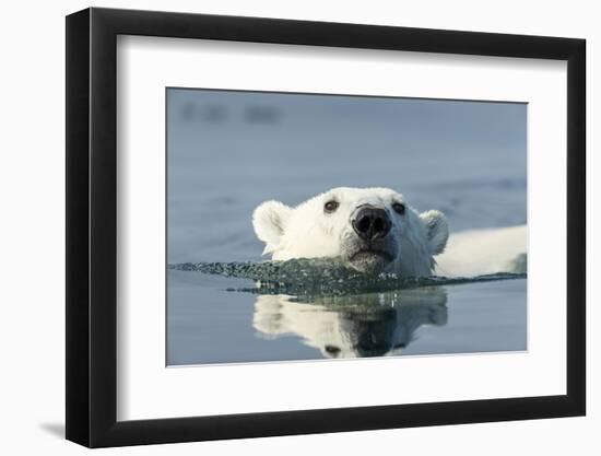 Swimming Polar Bear, Hudson Bay, Nunavut, Canada-Paul Souders-Framed Photographic Print