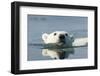 Swimming Polar Bear, Hudson Bay, Nunavut, Canada-Paul Souders-Framed Photographic Print