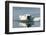 Swimming Polar Bear, Hudson Bay, Nunavut, Canada-Paul Souders-Framed Photographic Print