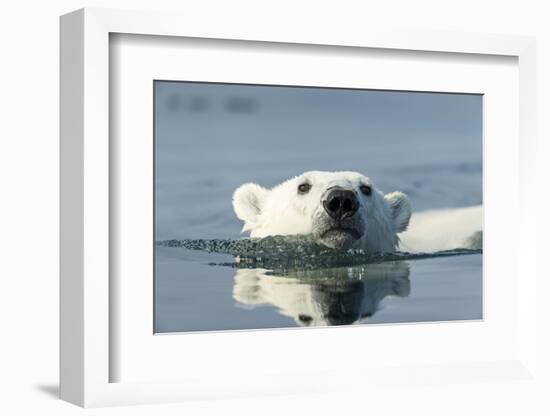 Swimming Polar Bear, Hudson Bay, Nunavut, Canada-Paul Souders-Framed Photographic Print