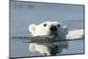 Swimming Polar Bear, Hudson Bay, Nunavut, Canada-Paul Souders-Mounted Photographic Print