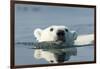 Swimming Polar Bear, Hudson Bay, Nunavut, Canada-Paul Souders-Framed Photographic Print