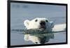 Swimming Polar Bear, Hudson Bay, Nunavut, Canada-Paul Souders-Framed Photographic Print