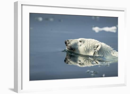 Swimming Polar Bear, Hudson Bay, Nunavut, Canada-Paul Souders-Framed Photographic Print