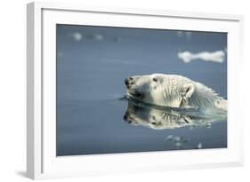 Swimming Polar Bear, Hudson Bay, Nunavut, Canada-Paul Souders-Framed Photographic Print